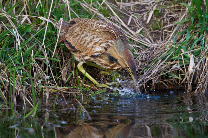 American Bittern Fishing